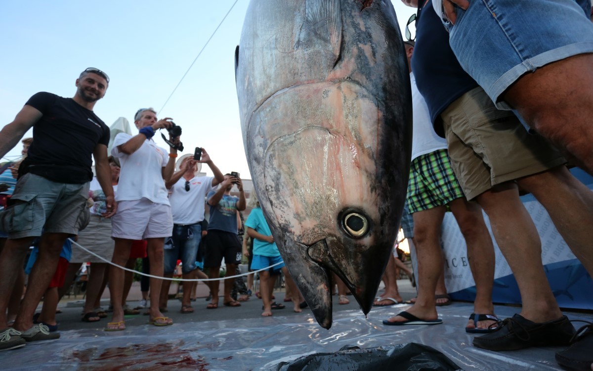 Large tuna