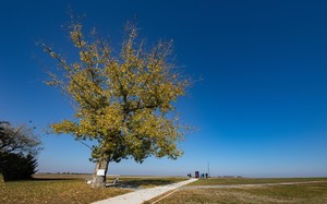 Small vukovar novosti