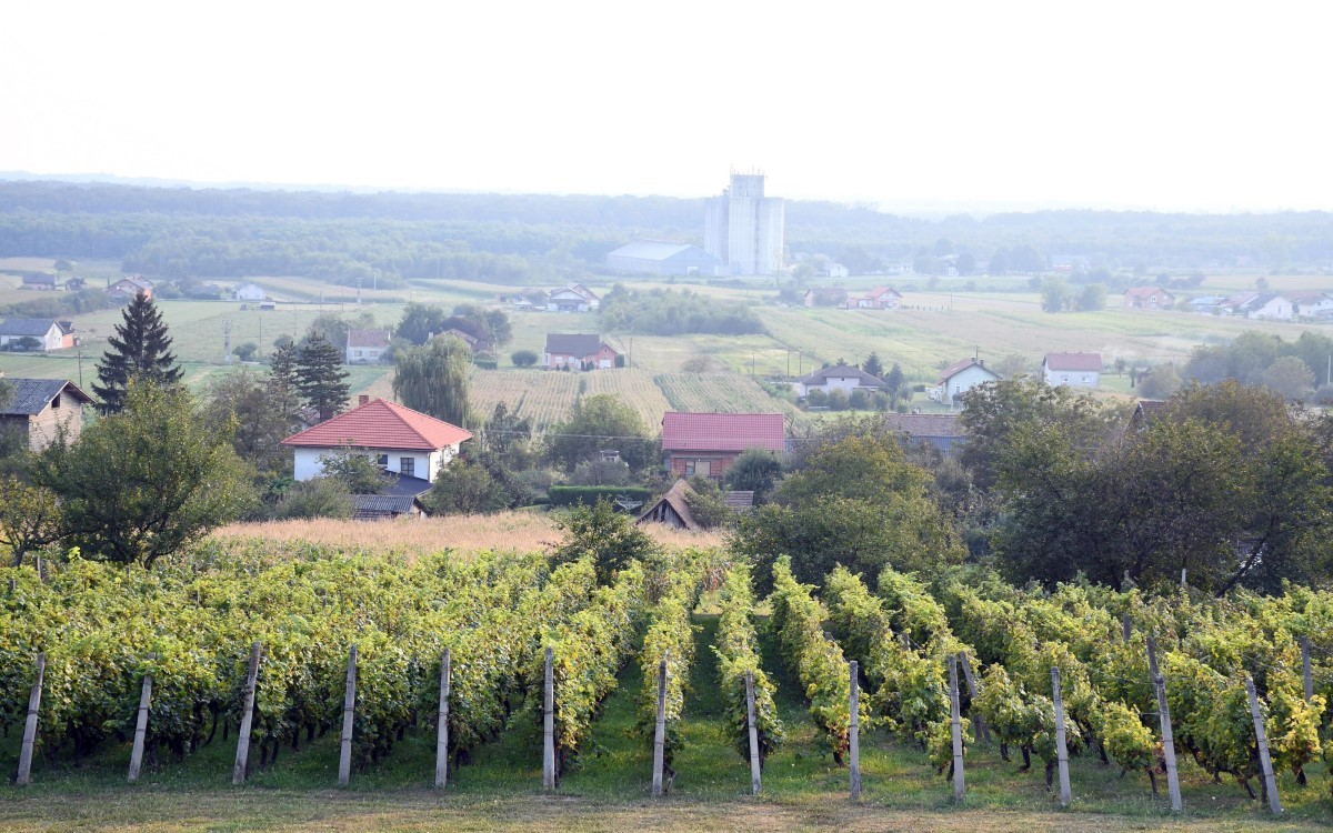 Large vinograd nikola cutuk