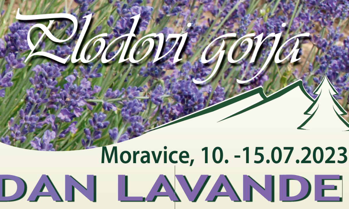 Large lavanda