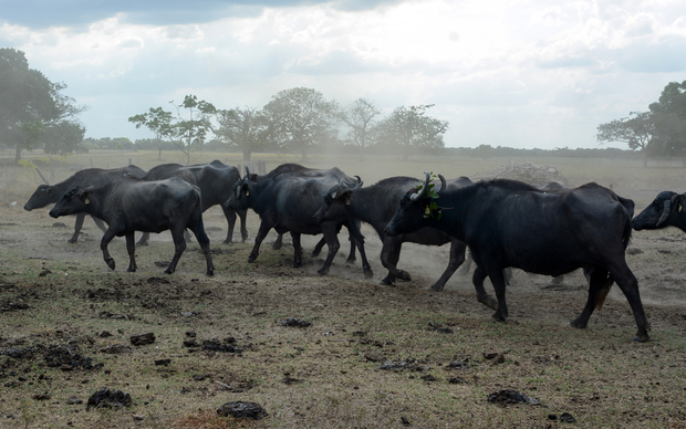 Deforestacija amazonske prašume u Venezueli zbog stoke (Foto: Wikimedia Commons)