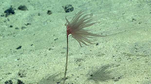 Nova vrsta žarnjaka otkrivena u Zoni Clarion-Clipperton (Foto: NOAA/Ocean Exploration and Research)