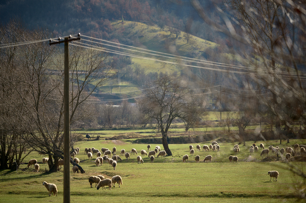 Stado ovaca nedaleko Sijarinjske Banje (Foto: Sandro Lendler)