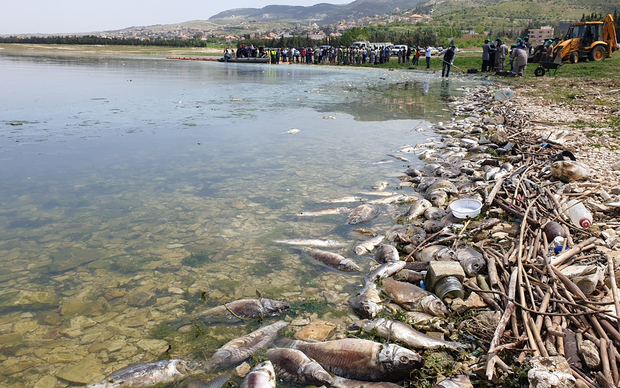 Pomor riba u Libanonu (Foto: Taher Abu Hamdan/Xinhua/PIXSELL)